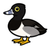 Ring-necked Duck