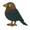 Brown-headed Cowbird