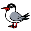 Common Tern