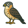 Cooper's Hawk