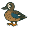 Blue-winged Teal
