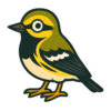 Black-throated Green Warbler