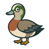 American Wigeon