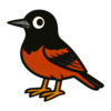 Orchard Oriole