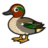 Green-winged Teal
