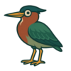 Green Heron