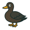 American Black Duck