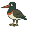 American Oystercatcher