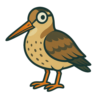 American Woodcock