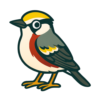 Chestnut-sided Warbler