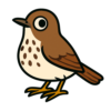 Hermit Thrush