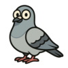 Rock Pigeon