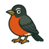 American Robin