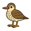 Spotted Sandpiper