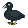 American Coot
