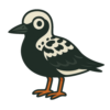 Black-bellied Plover