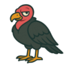 Turkey Vulture