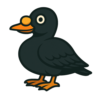 Black Scoter