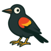 Red-winged Blackbird