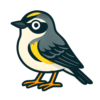 Yellow-rumped Warbler