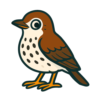 Wood Thrush