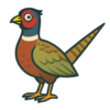 Ring-necked Pheasant
