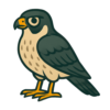 Peregrine Falcon