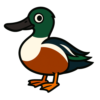 Northern Shoveler
