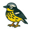 Magnolia Warbler