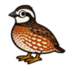 Northern Bobwhite