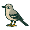 Northern Mockingbird