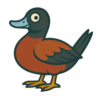 Ruddy Duck