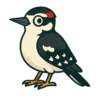 Downy Woodpecker
