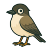 Eastern Phoebe