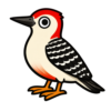 Red-bellied Woodpecker