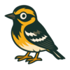 Blackburnian Warbler