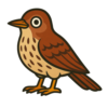 Brown Thrasher